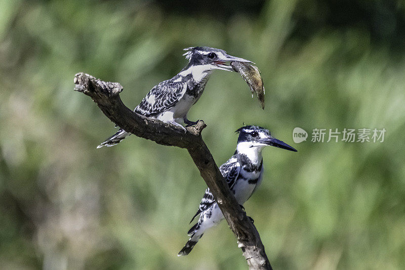 两只翠鸟在树枝上(Ceryle rudis)